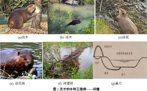 提起治水,使人首先想起了河狸,它们可以在河中筑坝,是成功的治水者.